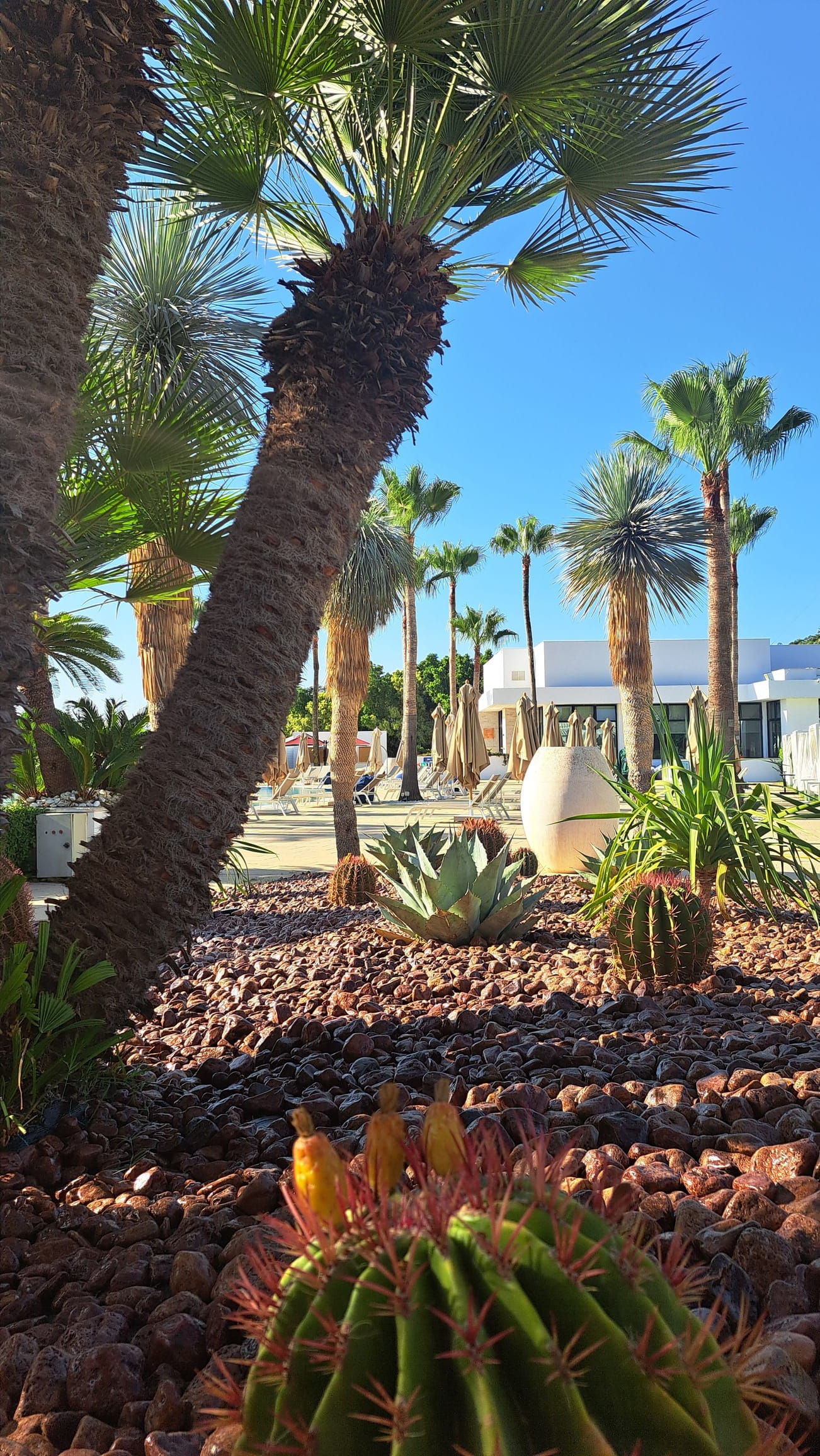 Jardin méditerranéen d'un hôtel par Verthème